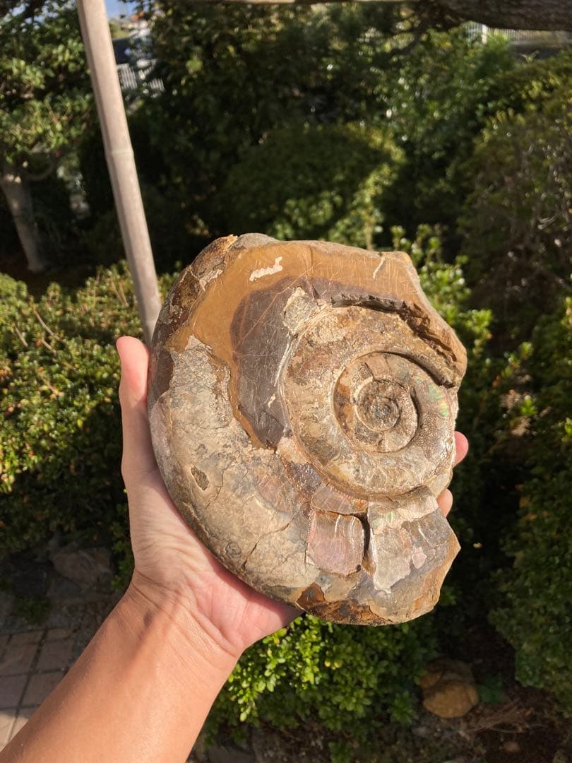 北海道　中川　大きな虹色ハウエリセラス　化石　恐竜