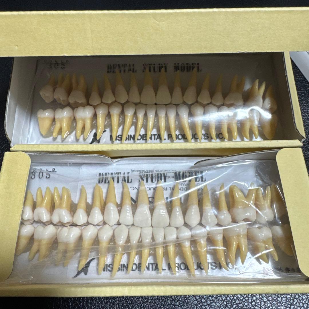 NISSIN B3-305(32S) デンタルモデル 歯　模型