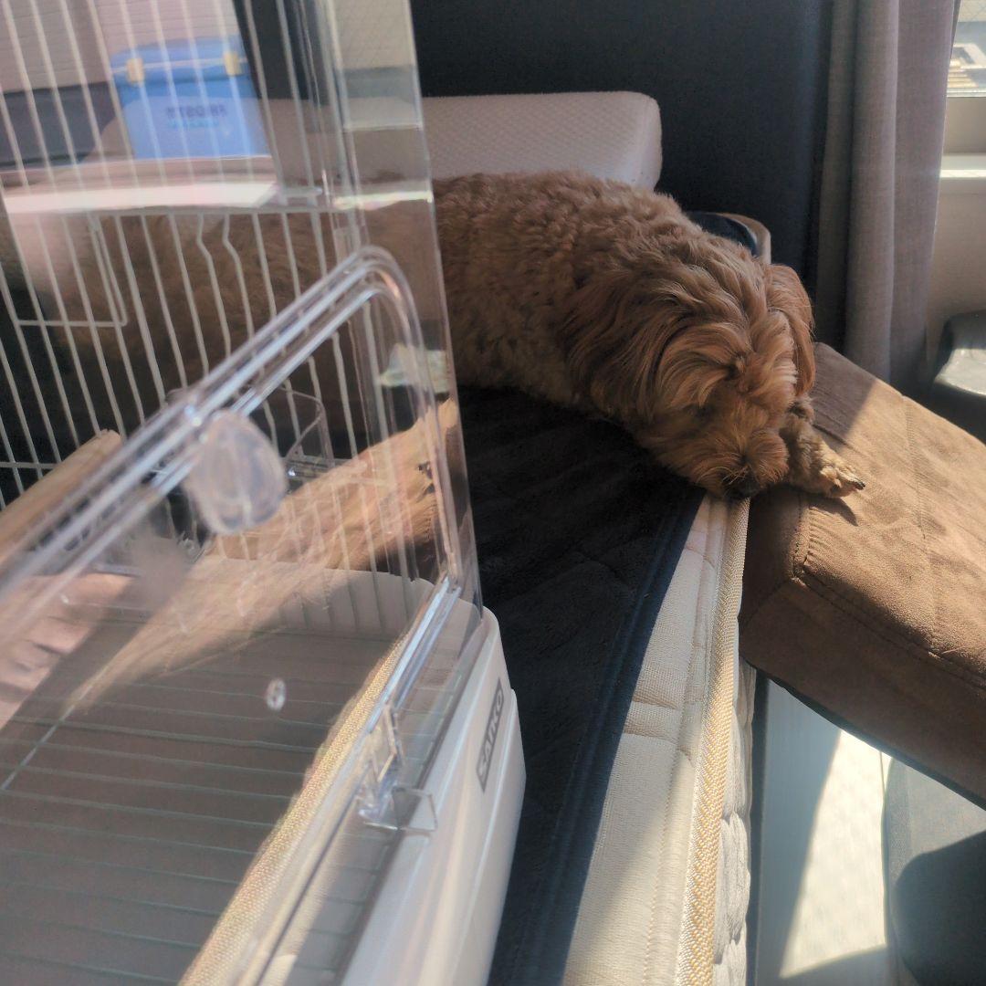 SANKO　クリアバード 35WH