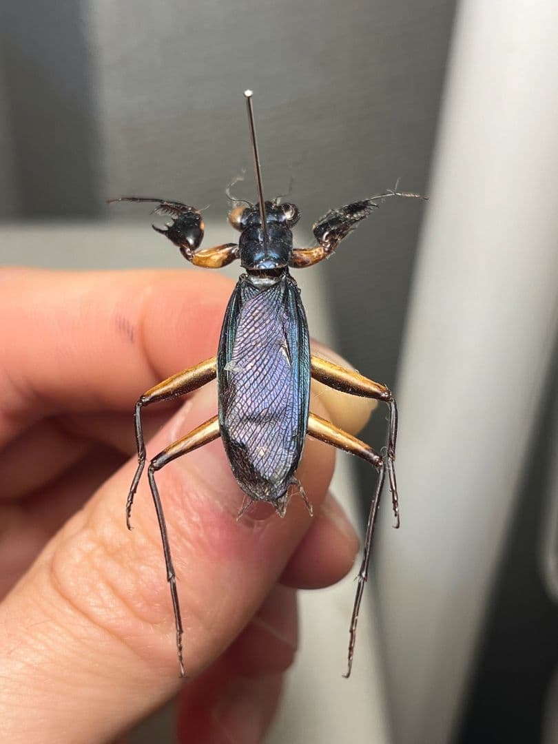 【B品標本】モモアカケンランカマキリ スパイダーマンティスレッドローチ