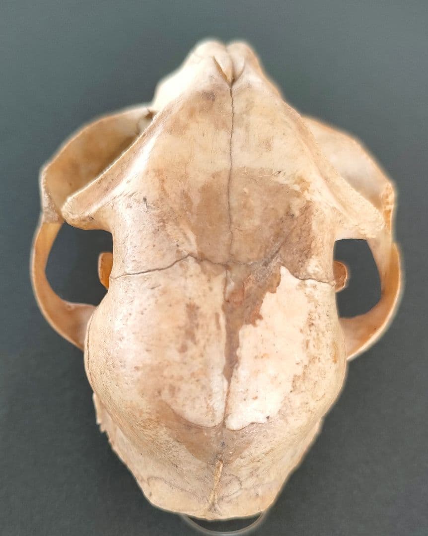 ●Real Animal Skull — 小型哺乳類 頭蓋骨 標本　アート鑑賞用