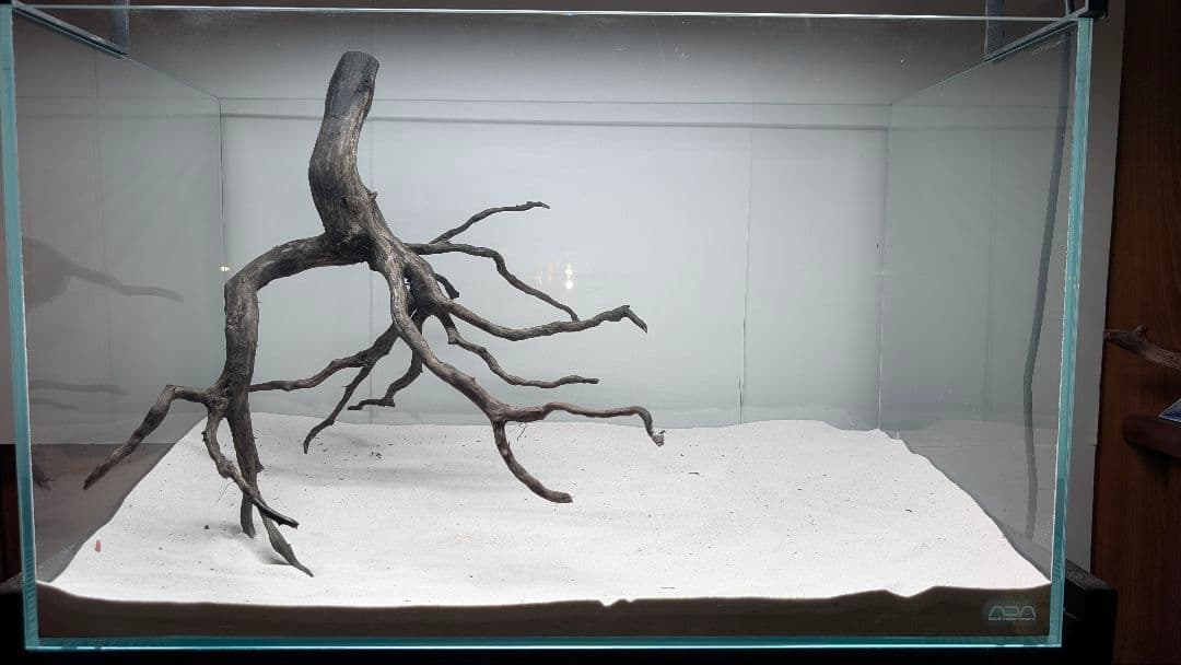 ブラックスマトラブランチ【BSB118】アクアリウム まとめ買い対応可 水槽