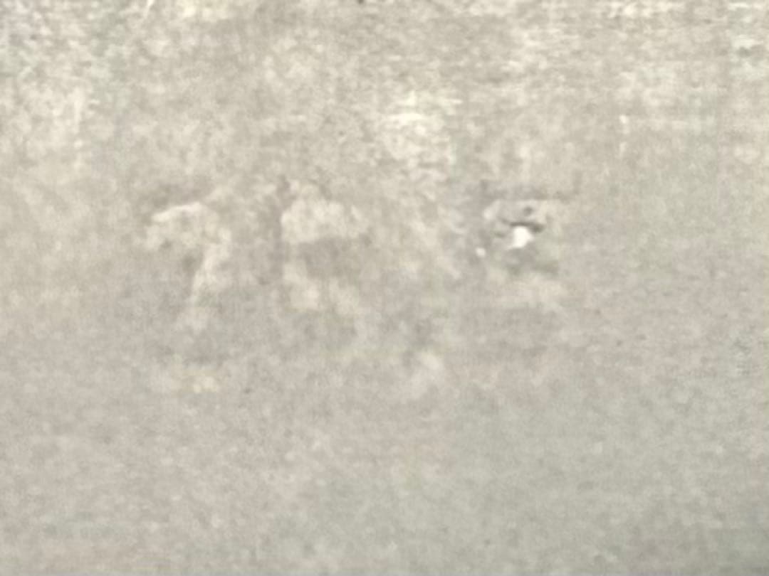 MASTER BUNNY EDITION ゴルフシューズ ホワイト/ブラック