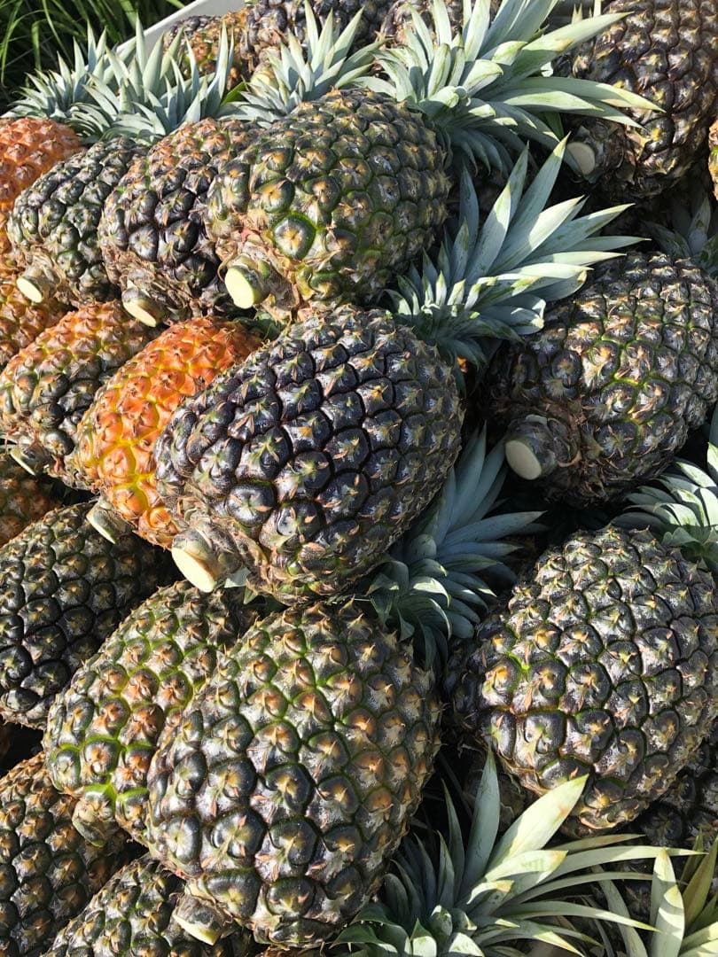 kozoゴールドバレル2玉‼️クール便込