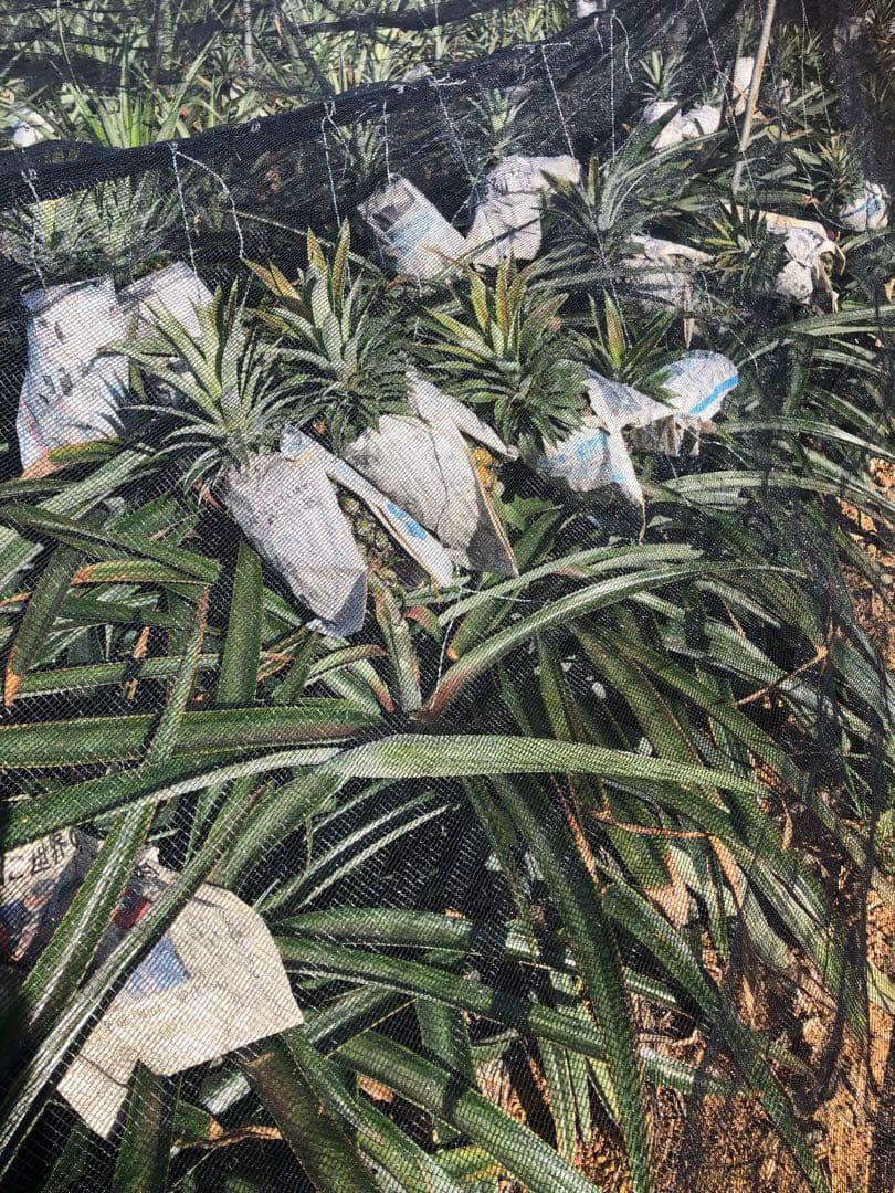 kozoゴールドバレル2玉‼️クール便込