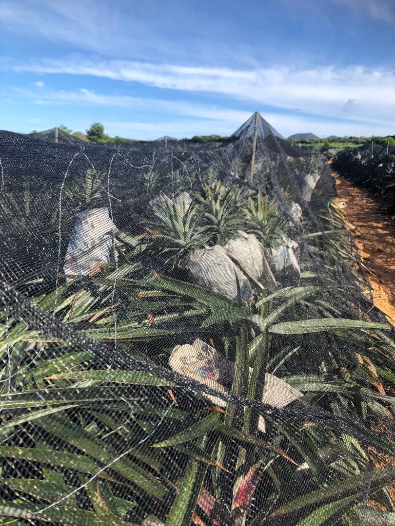 kozoゴールドバレル2玉‼️クール便込