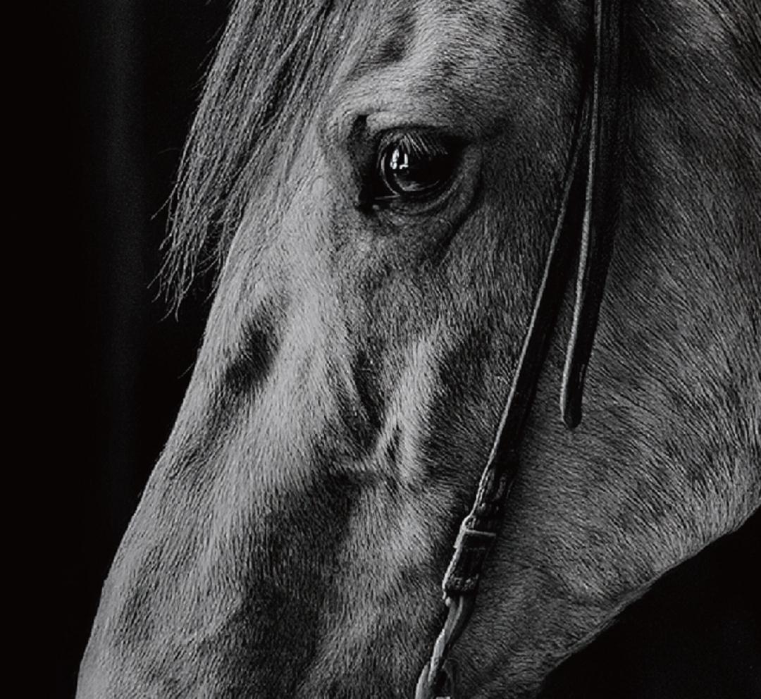 馬・No.005／アートポスター　400×500