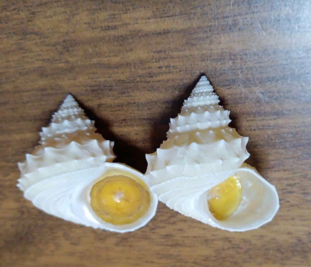 貝殻標本　イガギンエビス②