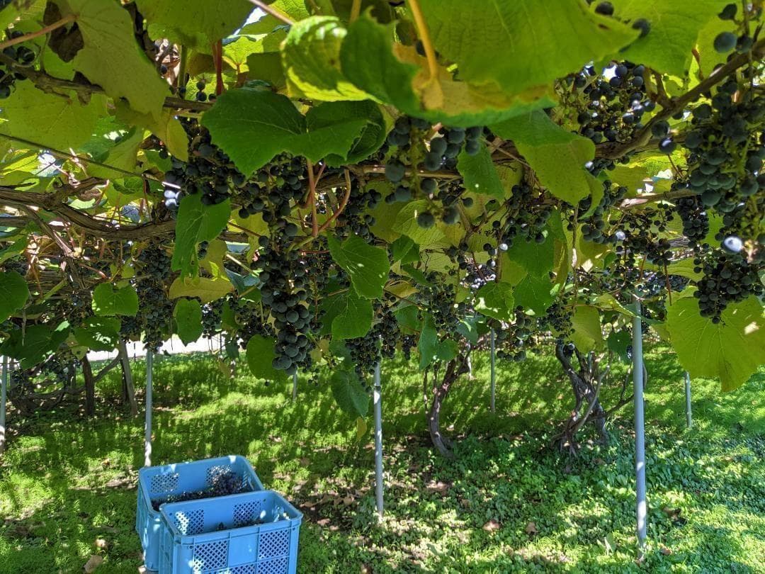 山ぶどう ２０kg　山形県月山山麓産②