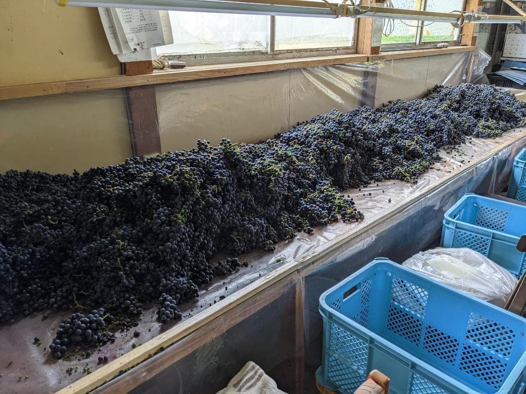 山ぶどう ２０kg　山形県月山山麓産②