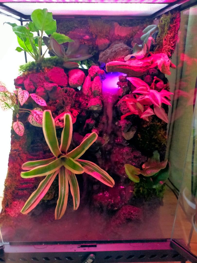 滝の流れる化石と苔のテラリウム、究極の飼育箱（化石、ライト、ミスト、階段付き）