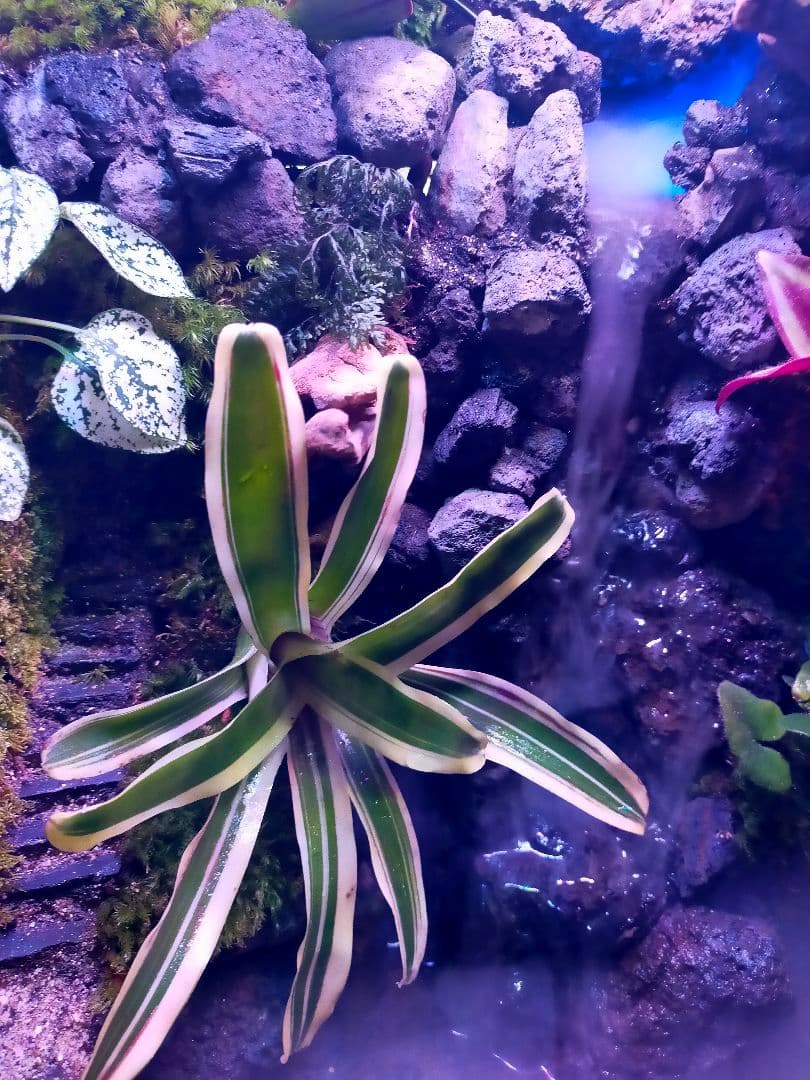 滝の流れる化石と苔のテラリウム、究極の飼育箱（化石、ライト、ミスト、階段付き）