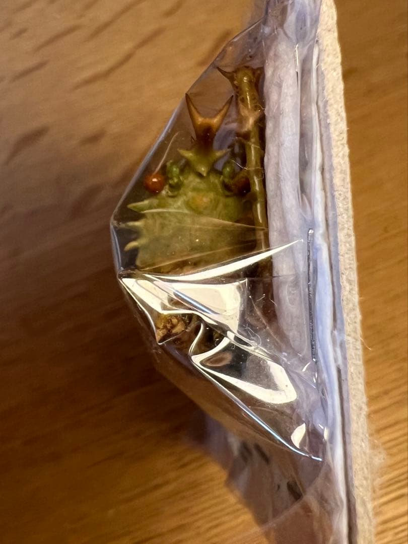 T*R様 珍品 キリギリス標本