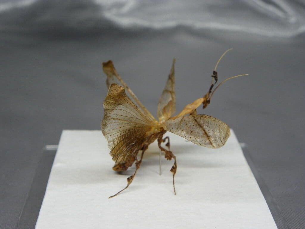 ゴーストマンティス／ペア　立体標本