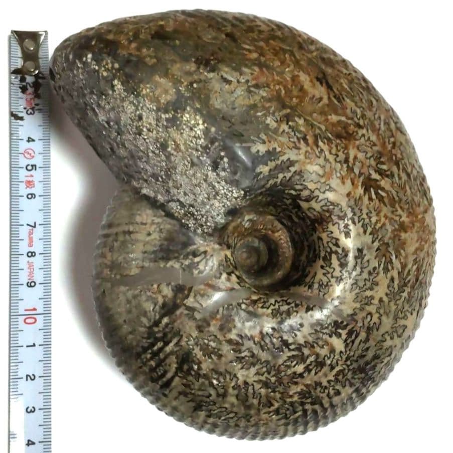 大型アンモナイト化石　シダ模様美品　約14cmの大型