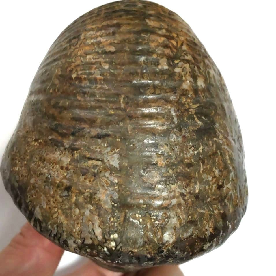 大型アンモナイト化石　シダ模様美品　約14cmの大型