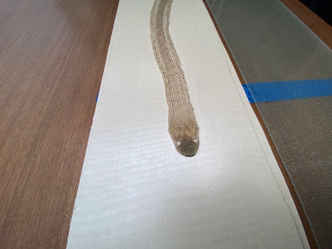 アオダイショウ抜け殻