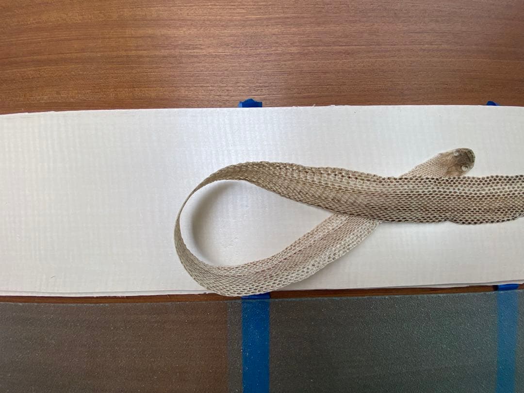 アオダイショウ抜け殻