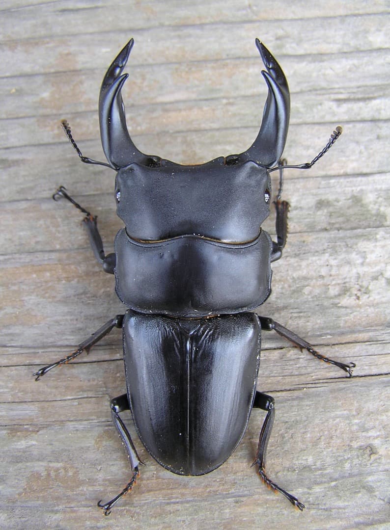 高性能・高品質　BREED菌糸ブロック　3500cc　10個