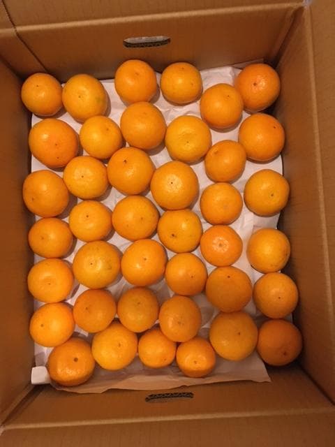 ありだみかん　１８キロ　小玉