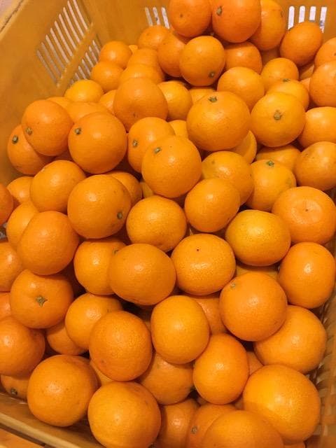 ありだみかん　１８キロ　小玉