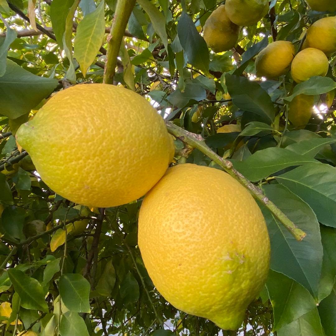 【特大】レモン　農薬不使用　2/7.8（土日）収穫発送予定 有機肥料 産地直送