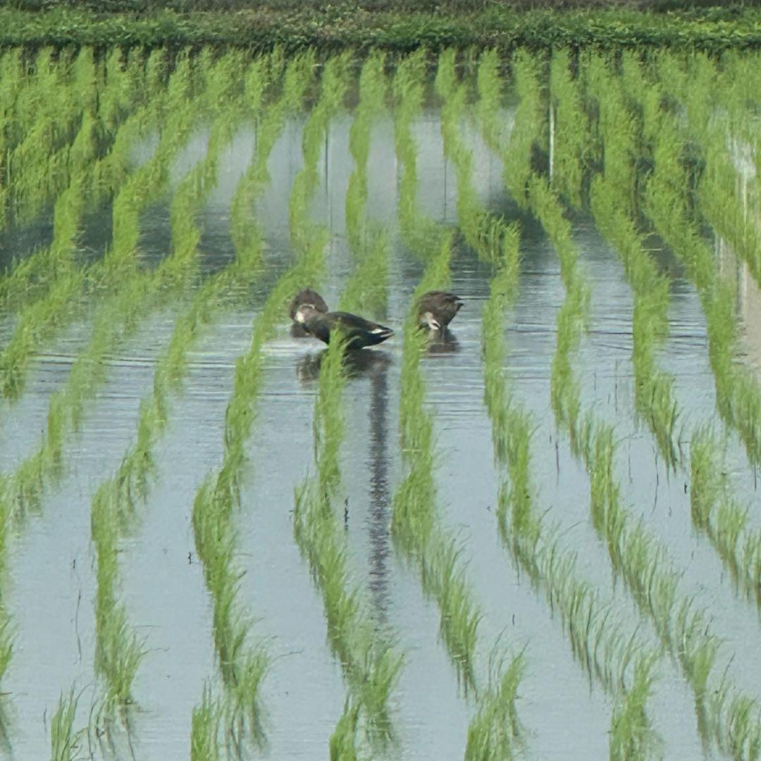 【農家直送】令和7年産 栃木県産コシヒカリ 精米10kg(10キロ)白米
