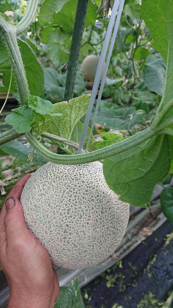 ※izumo 高知県産温室アールスメロン 6玉×2ケース 合計12玉