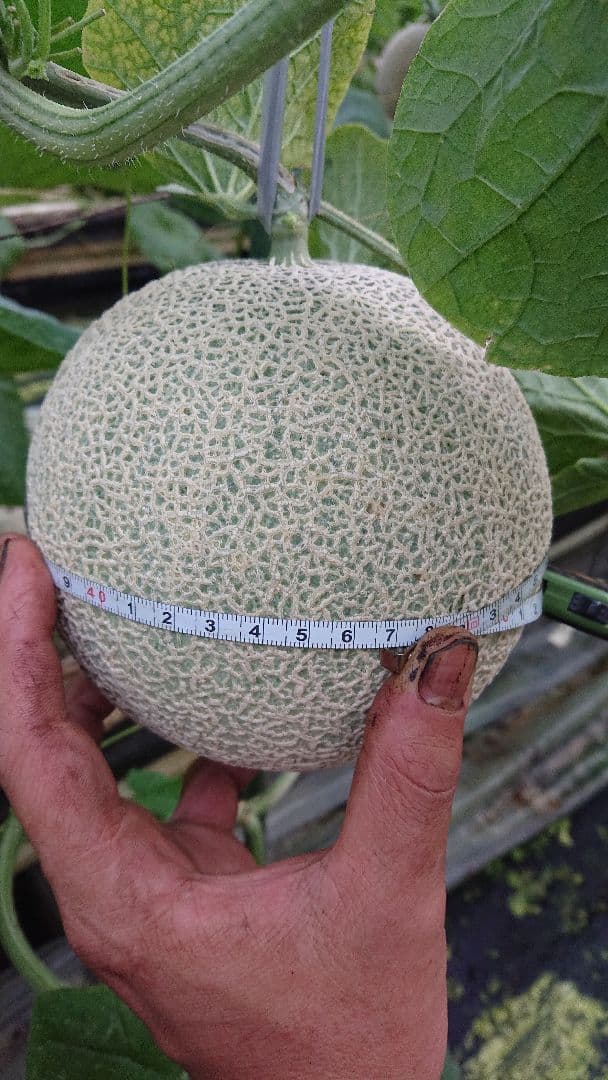 ※izumo 高知県産温室アールスメロン 6玉×2ケース 合計12玉