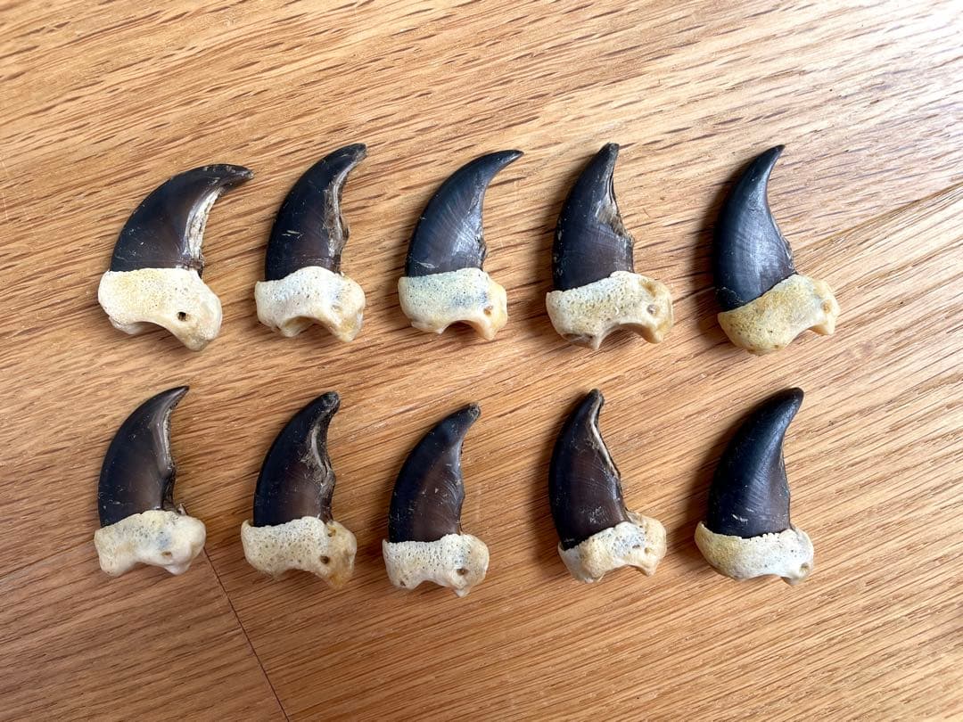 熊爪　ベアクロー　10個セット　標本　キムンカムイ　北海道