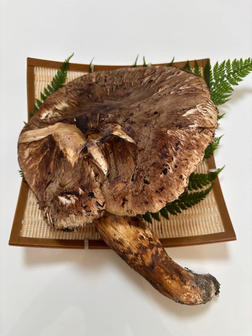 10/30 信州産 朝採れ松茸328g 【訳あり】