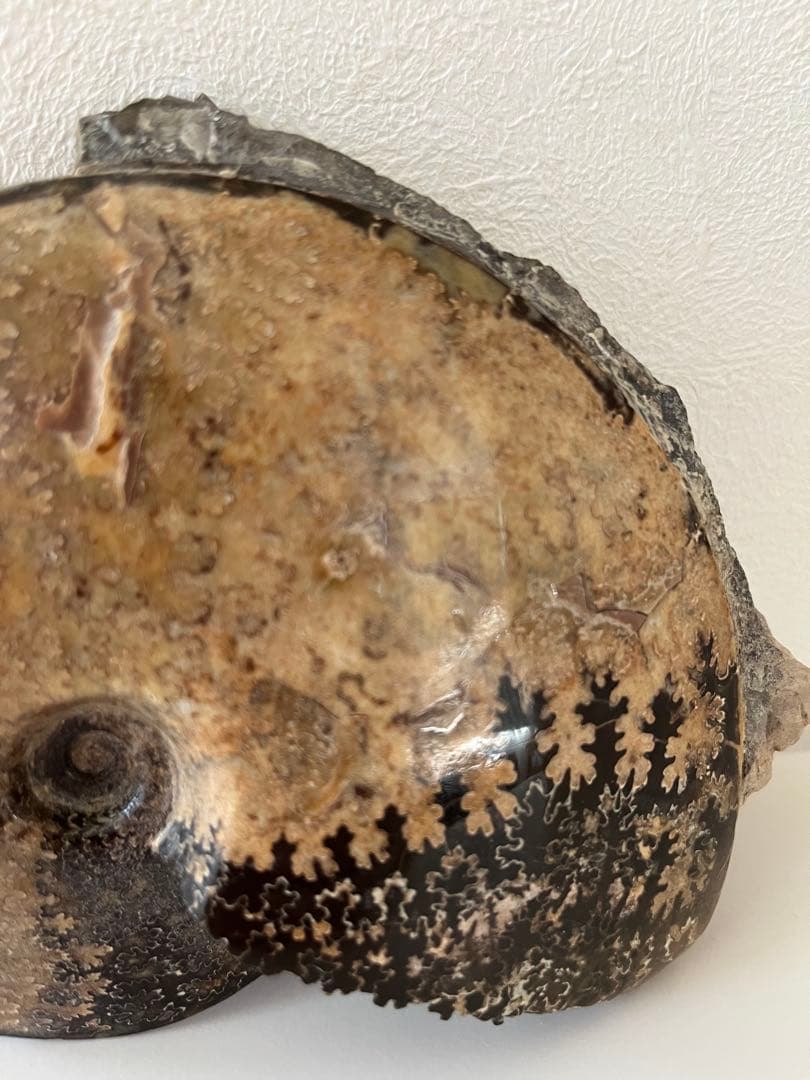 美品アンモナイト化石　菊石　レア15.5cm