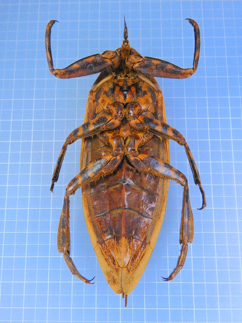 ボリビア産　ナンベイオオタガメ　113mm(口から給水官)