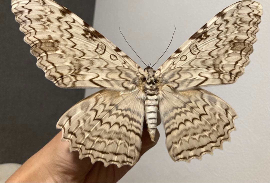 大型ナンベイオオヤガ