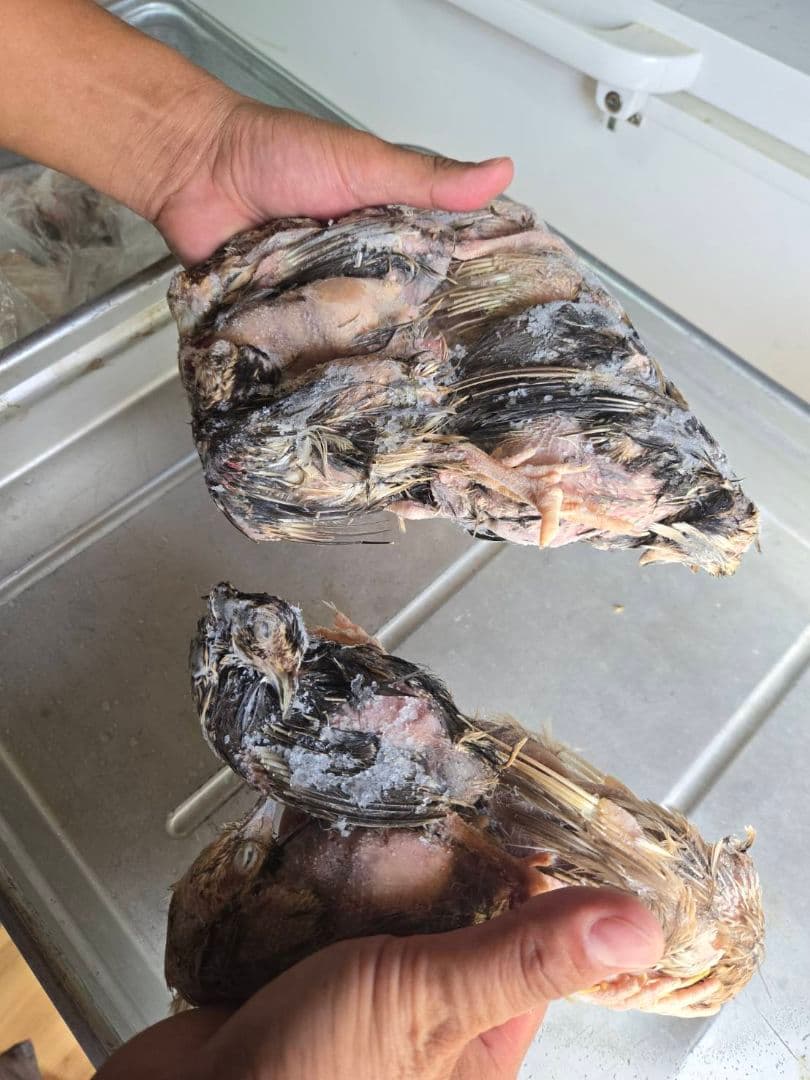 お正月大特価 冷凍ウズラ180羽 送料無料 福袋