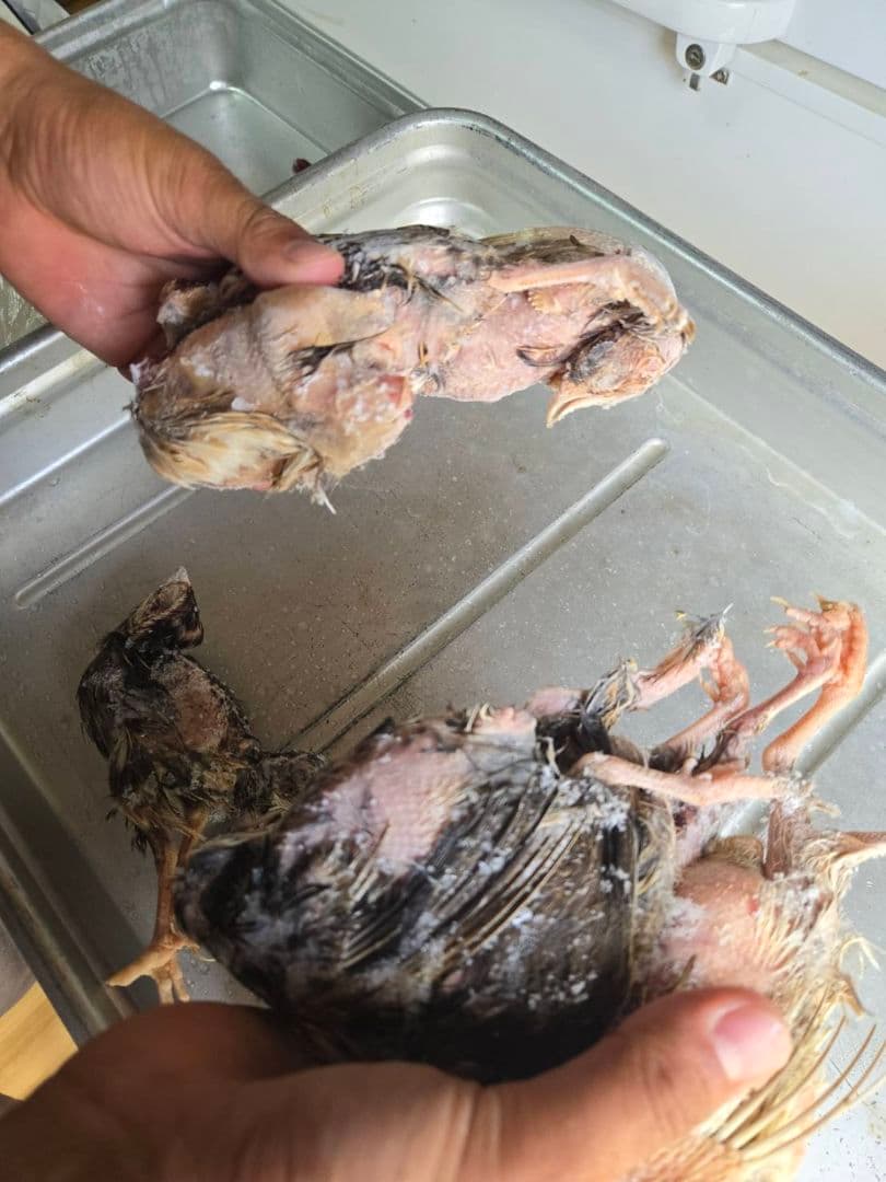 お正月大特価 冷凍ウズラ180羽 送料無料 福袋