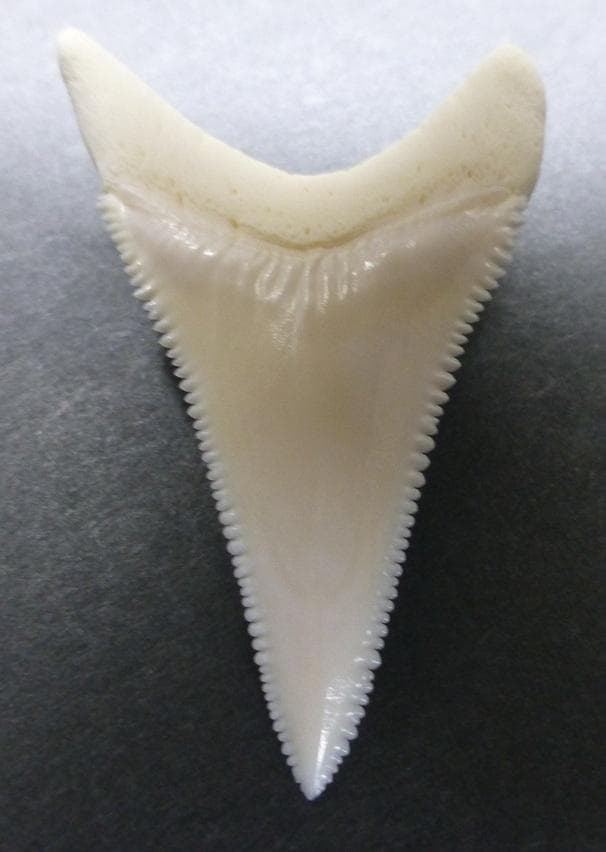 ホホジロザメ（Carcharodon carcharias）の歯 53.4mm