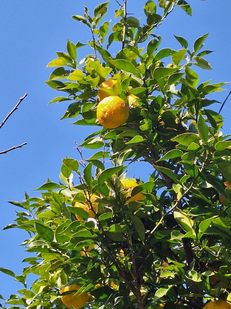 1.8L 4本 100%柚子果汁 柚子酢 無塩 無添加 手絞り 調味料 酢