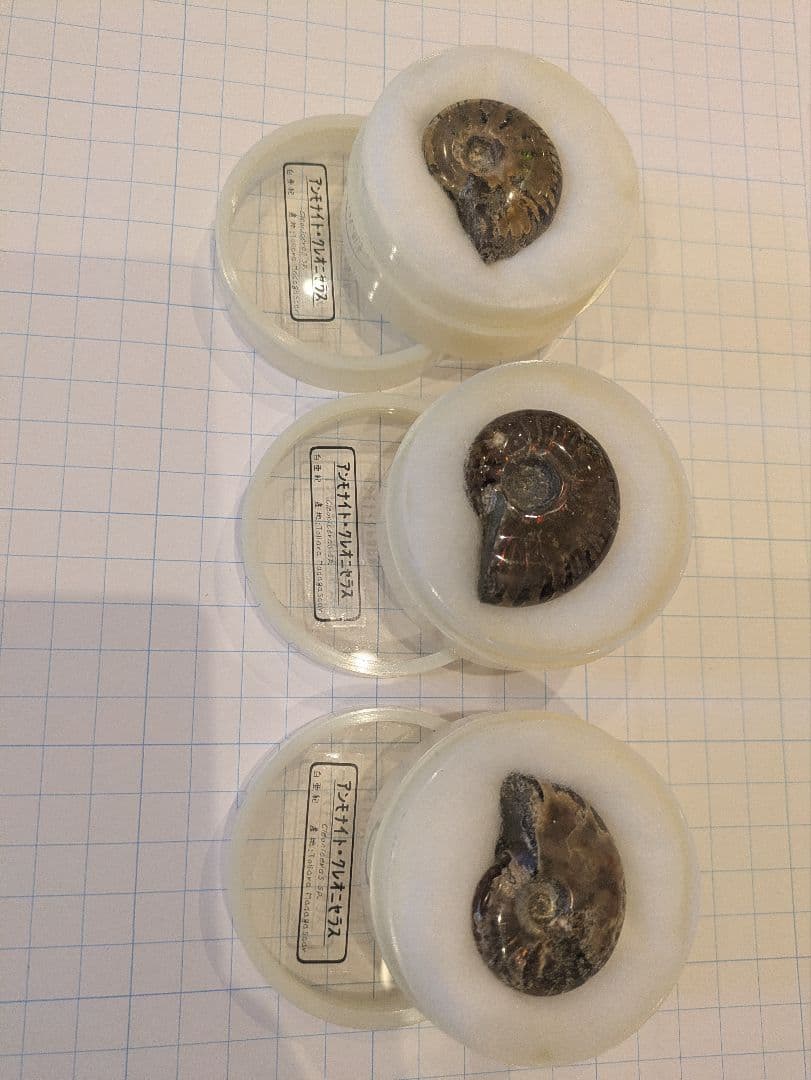 アンモナイト・アンモライト コレクション 約38個