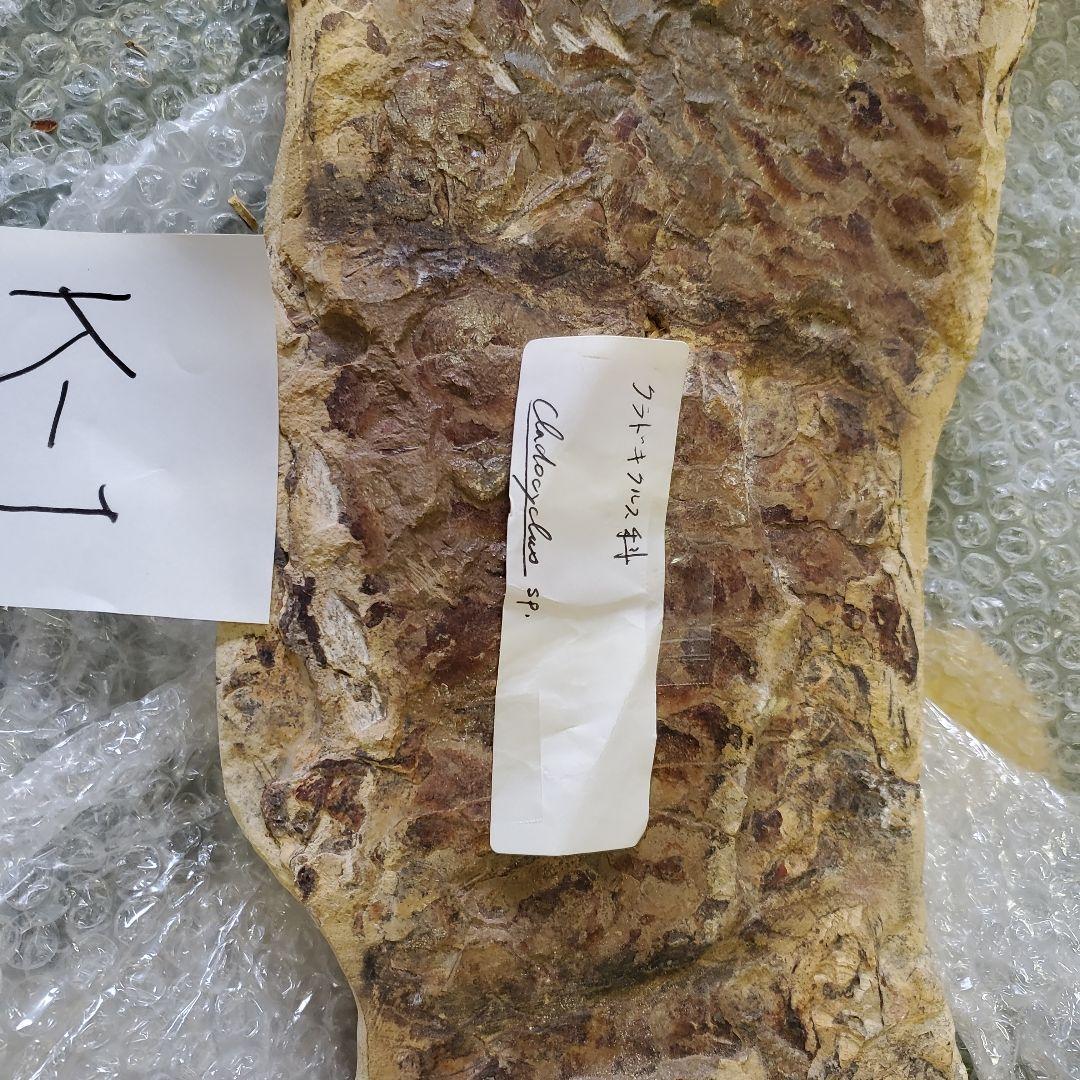 魚の化石 Chloroscyllium sp. 標本 K-1 約100cm