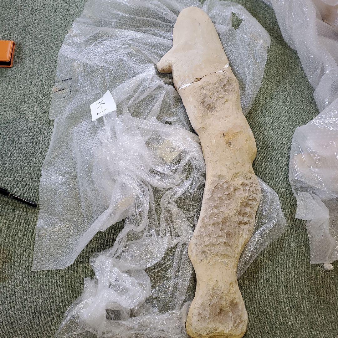 魚の化石 Chloroscyllium sp. 標本 K-1 約100cm