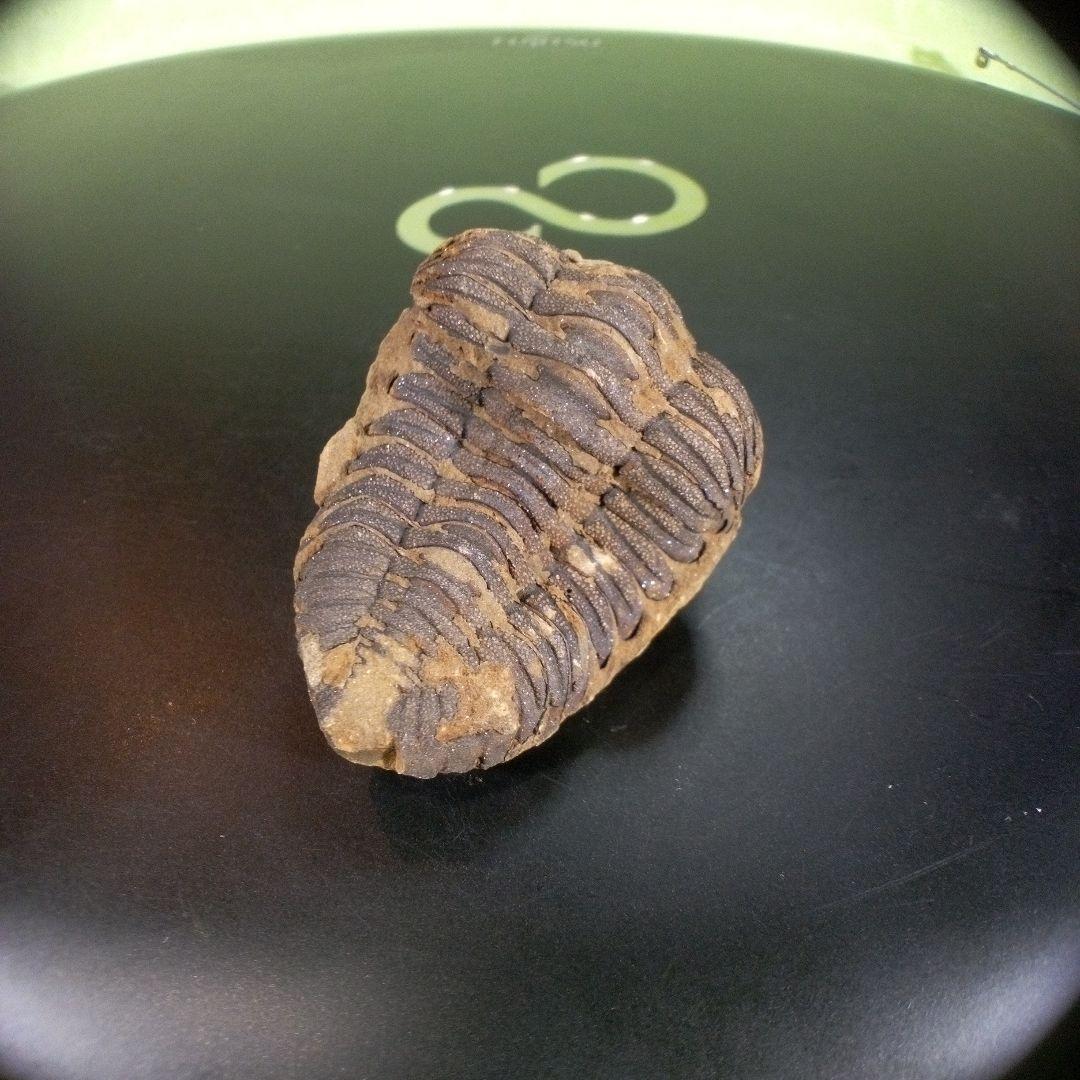 三葉虫　化石　ボリビア産　南アメリカ　trilobite　Bolivia三葉虫④