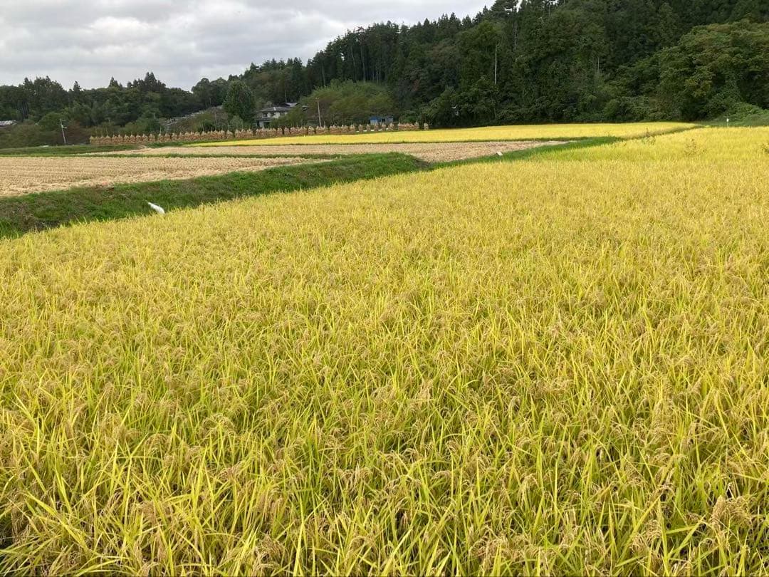 農家直送 岩手県令和7年産ひとめぼれ 白米10キロ