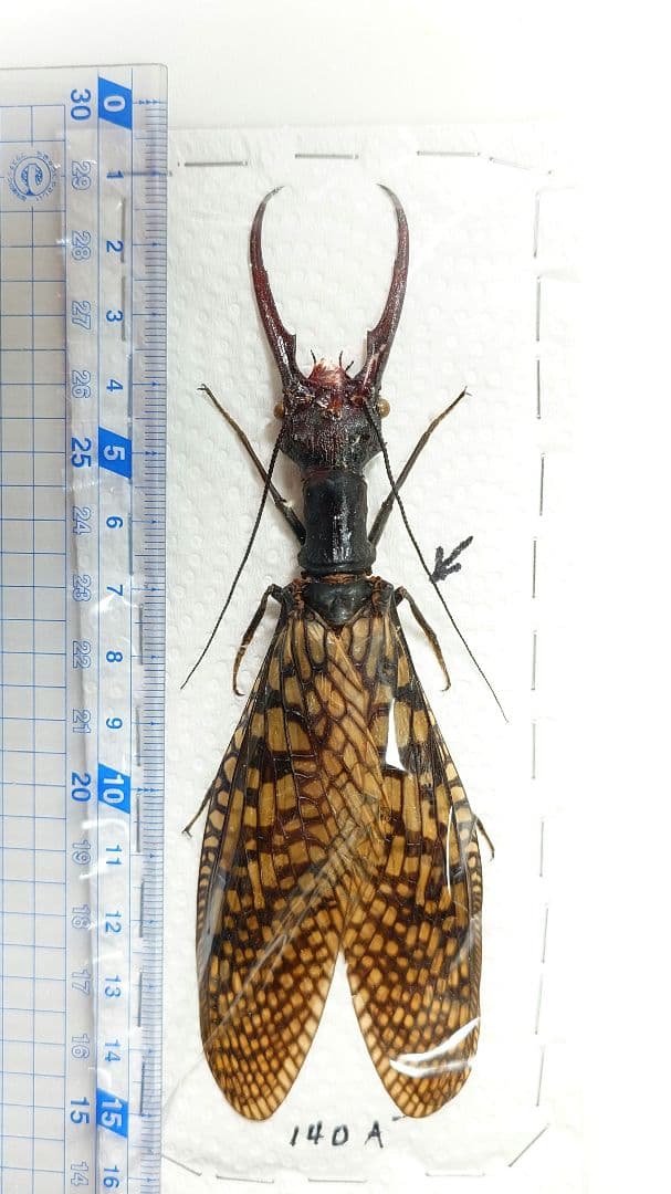 巨大!ヘビトンボ標本　14cm級―①