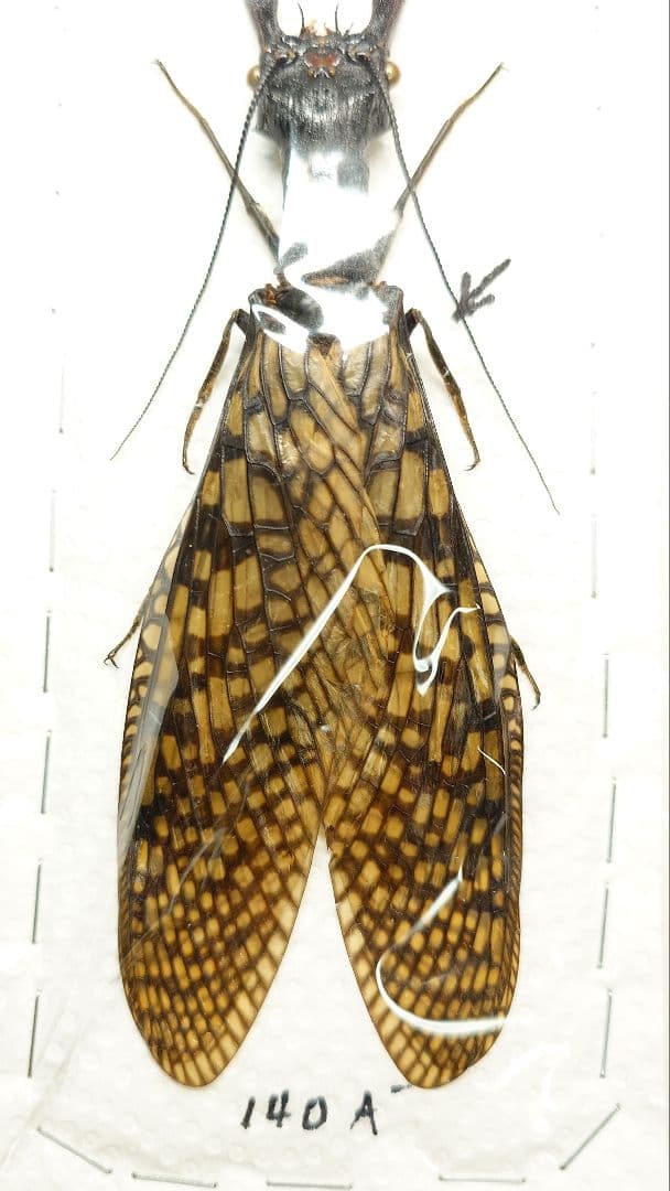 巨大!ヘビトンボ標本　14cm級―①