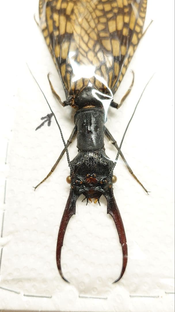 巨大!ヘビトンボ標本　14cm級―①