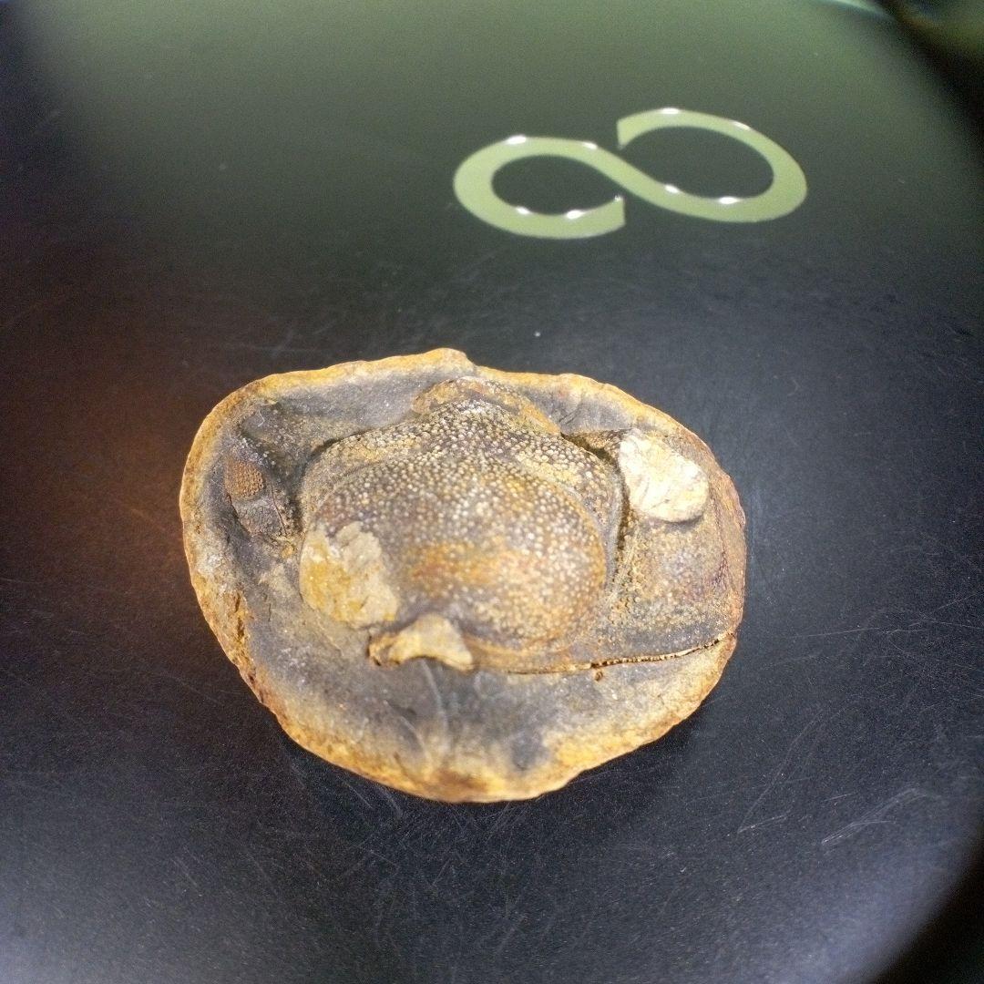 三葉虫　化石　fossil　ボリビア産　trilobite　ボリビア三葉虫郡②