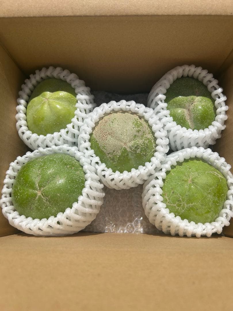 蝶々華 様　⭐︎和歌山産⭐︎ ホワイトサポテ 約1.5kg 訳あり　希少　柑橘類