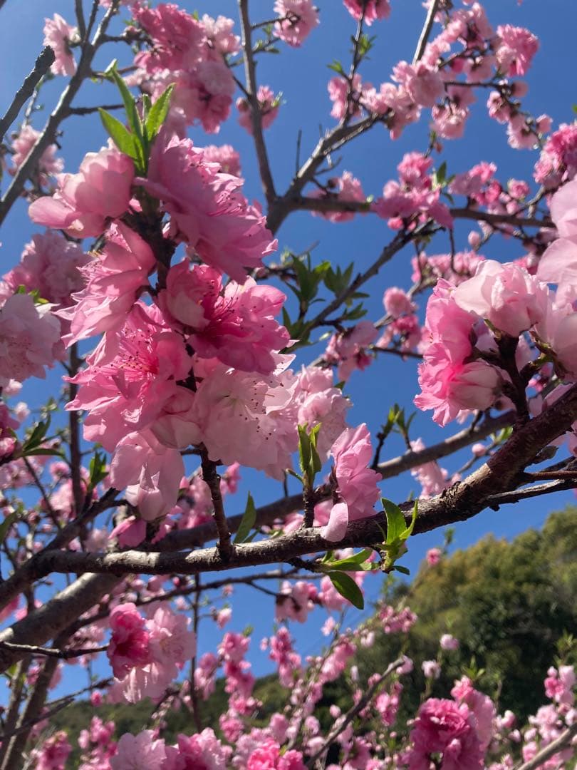 taluho　ニホンミツバチ　生ハチミツ　日本蜜蜂　1120g