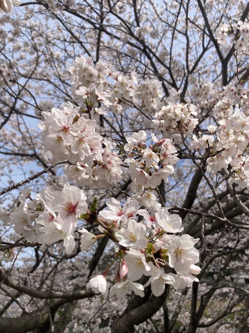 taluho　ニホンミツバチ　生ハチミツ　日本蜜蜂　1120g